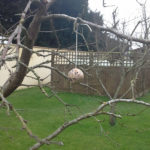 Bird feeder hanging in the tree