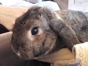 Alice the rabbit