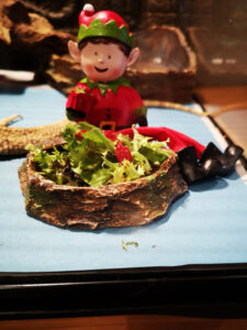 The Limes Unit's Elf taking part in his own bush tucker trial